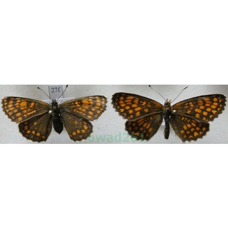 Melitaea athalia (Rottemburg, 1775) pair Przeplatka atalia Poland27f